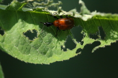 Apoderus coryli