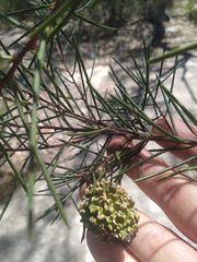 Hakea propinqua