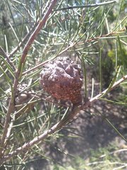 Hakea propinqua