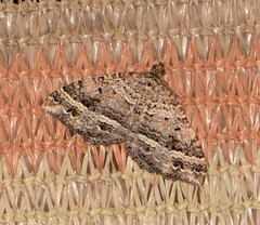 Chrysolarentia subrectaria