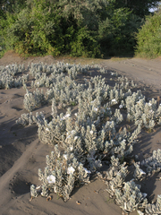 Convolvulus persicus