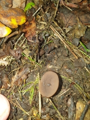 Ciboria batschiana