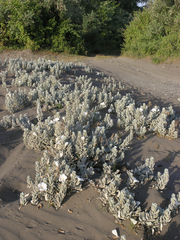 Convolvulus persicus