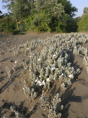 Convolvulus persicus