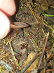Ciboria batschiana