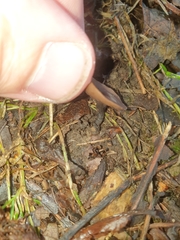 Ciboria batschiana