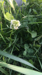 Trifolium repens