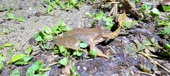 Rana amurensis