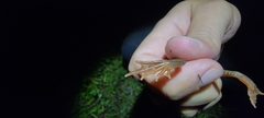 Rana amurensis