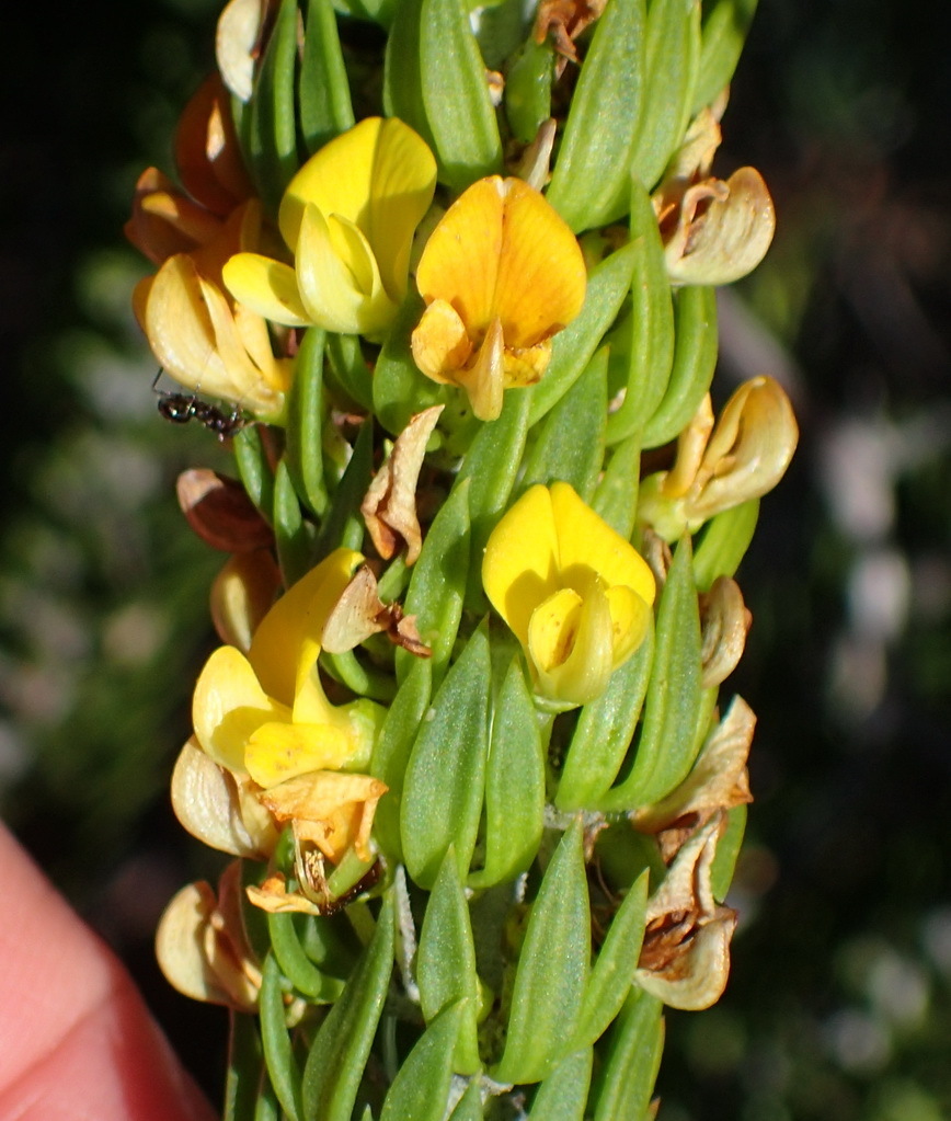 Cage Capegorse