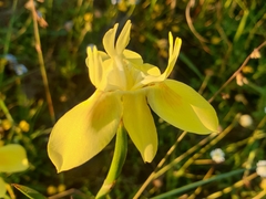 Moraea neglecta