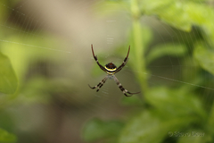 Argiope aetherea