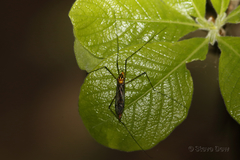 Nephrotoma australasiae