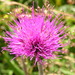 Cirsium pannonicum - Photo (c) Arthur Chapman, algunos derechos reservados (CC BY-NC-SA)