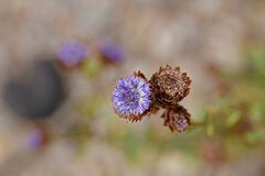 Globularia alypum