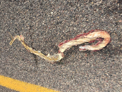 Masticophis fuliginosus