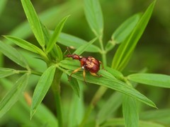 Korotyaevirhinus necopinus orientalis