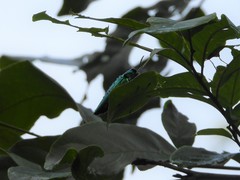 Chrysochroa