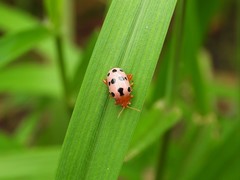 Podontia affinis