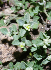 Chenopodium desertorum