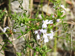 Westringia tenuicaulis