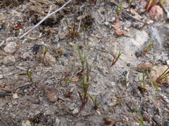 Centrolepis aristata