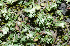 Chenopodium desertorum