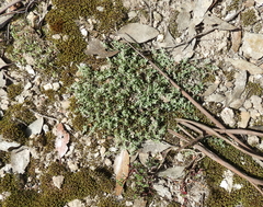 Chenopodium desertorum