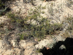 Diosma passerinoides