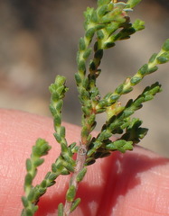 Diosma passerinoides