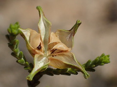 Diosma passerinoides
