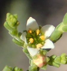 Diosma passerinoides