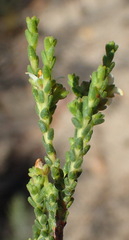Diosma passerinoides