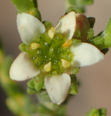 Diosma passerinoides