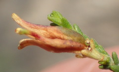 Diosma passerinoides