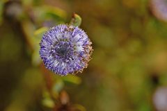 Globularia alypum