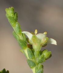 Diosma passerinoides