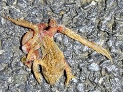 Rana amurensis