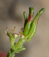 Diosma passerinoides