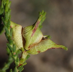 Diosma passerinoides