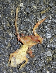Rana amurensis