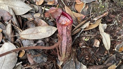Nepenthes macfarlanei