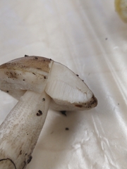 Leccinum variicolor