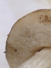 Leccinum variicolor
