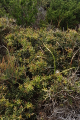 Daviesia sejugata