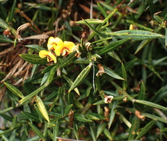 Daviesia sejugata