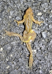 Rana dybowskii