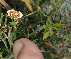 Daviesia sejugata