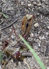 Mantis religiosa religiosa