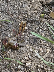 Mantis religiosa religiosa